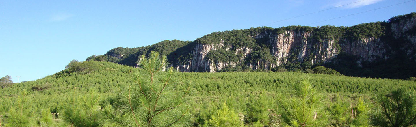 Consubio - Assessoria e Consultoria Ambiental